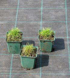 Festuca gautieri 'Pic Carlit'